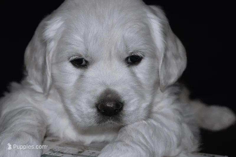 AKC MAX, a male English Cream Golden Retriever for sale in Winder, GA – Photo 1 of 6