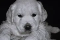 AKC MAX, a male English Cream Golden Retriever for sale in Winder, GA – Photo 1 of 6