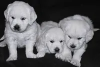 AKC MAX, a male English Cream Golden Retriever for sale in Winder, GA – Photo 6 of 6