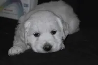 AKC MAX, a male English Cream Golden Retriever for sale in Winder, GA – Photo 4 of 6