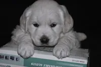 AKC MAX, a male English Cream Golden Retriever for sale in Winder, GA – Photo 2 of 6