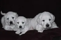 AKC MAX, a male English Cream Golden Retriever for sale in Winder, GA – Photo 5 of 6