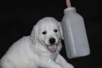 AKC LUNA, a female English Cream Golden Retriever for sale in Winder, GA – 6 of 8