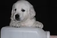 AKC LUNA, a female English Cream Golden Retriever for sale in Winder, GA – 3 of 8