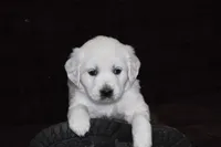 AKC Alex, a male English Cream Golden Retriever for sale in Winder, GA – Photo 2 of 7