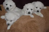 AKC Alex, a male English Cream Golden Retriever for sale in Winder, GA – Photo 6 of 7