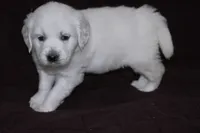 AKC Alex, a male English Cream Golden Retriever for sale in Winder, GA – Photo 4 of 7