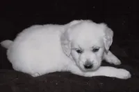 AKC Alex, a male English Cream Golden Retriever for sale in Winder, GA – Photo 5 of 7