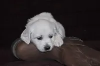 AKC Alex, a male English Cream Golden Retriever for sale in Winder, GA – Photo 3 of 7