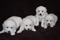 AKC Alex, a male English Cream Golden Retriever for sale in Winder, GA – Photo 7 of 7