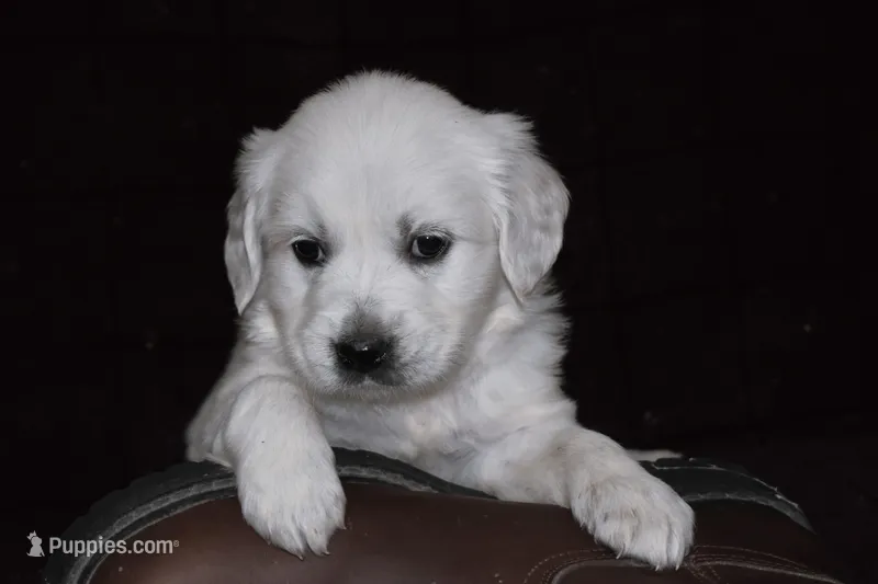 AKC Alex – English Cream Golden Retriever puppy for sale in Winder, GA