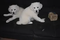 AKC Luna, a female English Cream Golden Retriever for sale in Winder, GA – 6 of 7
