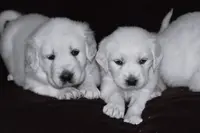 AKC Max, a male English Cream Golden Retriever for sale in Winder, GA – Photo 2 of 6