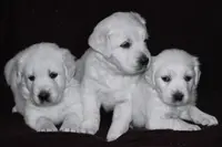 AKC Max, a male English Cream Golden Retriever for sale in Winder, GA – Photo 5 of 6