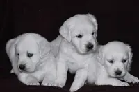 AKC Max, a male English Cream Golden Retriever for sale in Winder, GA – Photo 4 of 6