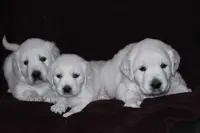 AKC Max, a male English Cream Golden Retriever for sale in Winder, GA – Photo 6 of 6