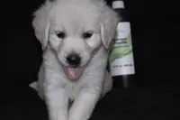 AKC Penny , a female English Cream Golden Retriever for sale in Winder, GA – 2 of 9