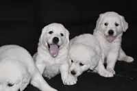 AKC Leo , a male English Cream Golden Retriever for sale in Winder, GA – 8 of 9