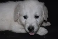 AKC Leo , a male English Cream Golden Retriever for sale in Winder, GA – 4 of 8