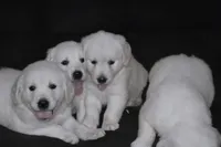 AKC COOPER, a male English Cream Golden Retriever for sale in Winder, GA – 7 of 9