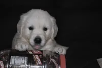 AKC Nala, a female English Cream Golden Retriever for sale in Winder, GA – 3 of 9