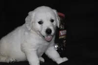AKC Nala, a female English Cream Golden Retriever for sale in Winder, GA – 4 of 9