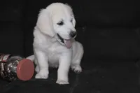AKC Tucker , a male English Cream Golden Retriever for sale in Winder, GA – 2 of 8