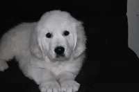 AKC Max , a male English Cream Golden Retriever for sale in Winder, GA – 2 of 9