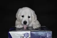 AKC COOPER, a male English Cream Golden Retriever for sale in Winder, GA – 3 of 9