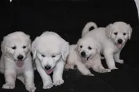 AKC Tucker , a male English Cream Golden Retriever for sale in Winder, GA – 8 of 8