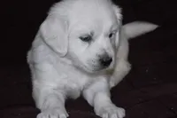 AKC Nala, a female English Cream Golden Retriever for sale in Winder, GA – 7 of 9