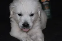 AKC Tucker , a male English Cream Golden Retriever for sale in Winder, GA – 3 of 8