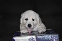 AKC COOPER, a male English Cream Golden Retriever for sale in Winder, GA – 2 of 9