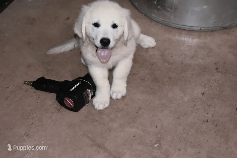 AKC Lucy – English Cream Golden Retriever puppy for sale in Winder, GA
