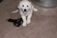 AKC Lucy, a male English Cream Golden Retriever for sale in Winder, GA – 1 of 4