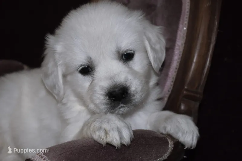 AKC Roxy, a female English Cream Golden Retriever for sale in Winder, GA – Photo 1 of 8