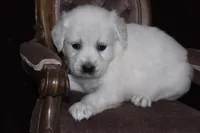 AKC Roxy, a female English Cream Golden Retriever for sale in Winder, GA – Photo 5 of 8