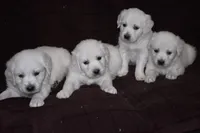 AKC Roxy, a female English Cream Golden Retriever for sale in Winder, GA – Photo 8 of 8