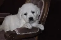 AKC Roxy, a female English Cream Golden Retriever for sale in Winder, GA – Photo 7 of 8