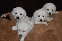 AKC Roxy, a female English Cream Golden Retriever for sale in Winder, GA – Photo 4 of 8