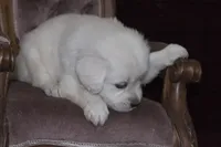 AKC Roxy, a female English Cream Golden Retriever for sale in Winder, GA – Photo 2 of 8