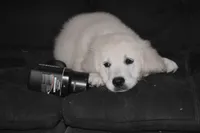 AKC Lucy, a male English Cream Golden Retriever for sale in Winder, GA – 2 of 4