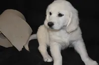 AKC Cooper, a male English Cream Golden Retriever for sale in Winder, GA – 5 of 7