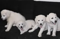 AKC Ruby, a female English Cream Golden Retriever for sale in Winder, GA – 7 of 7