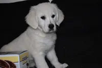 AKC Luna, a female English Cream Golden Retriever for sale in Winder, GA – 3 of 7