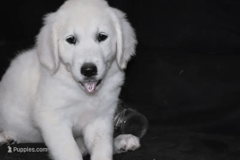 AKC Penny  – English Cream Golden Retriever puppy for sale in Winder, GA