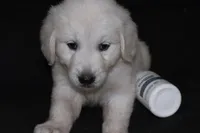 AKC Leo , a male English Cream Golden Retriever for sale in Winder, GA – 3 of 8