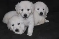 AKC Penny , a female English Cream Golden Retriever for sale in Winder, GA – 9 of 9