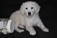 AKC Daisy, a female English Cream Golden Retriever for sale in Winder, GA – 4 of 8