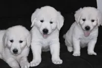 AKC Penny , a female English Cream Golden Retriever for sale in Winder, GA – 8 of 9